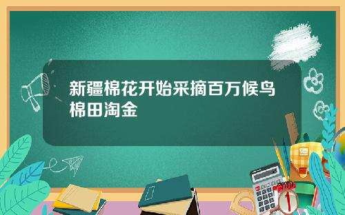 新疆棉花开始采摘百万候鸟棉田淘金